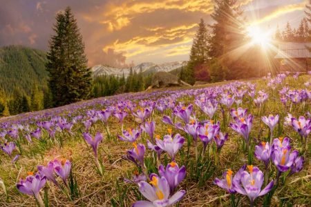 Valley of Flowers Trek 5 Night 6 Days